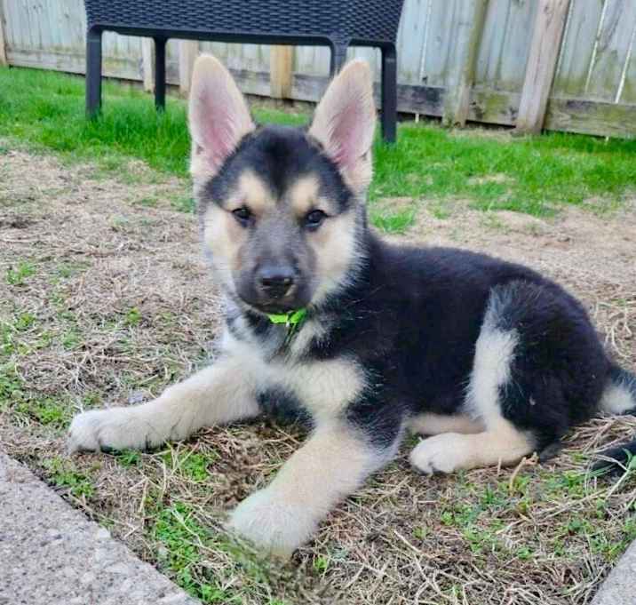Photo of Silas