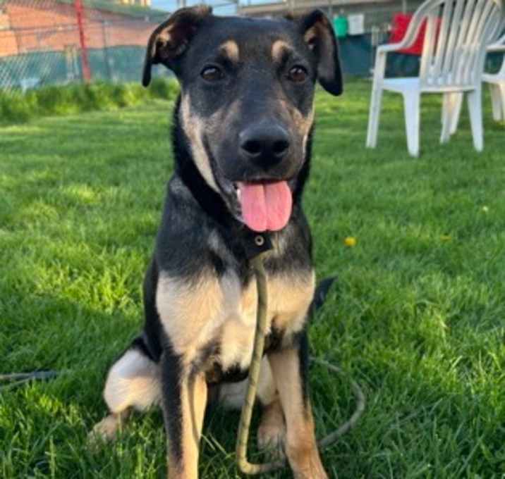 Photo of Piper