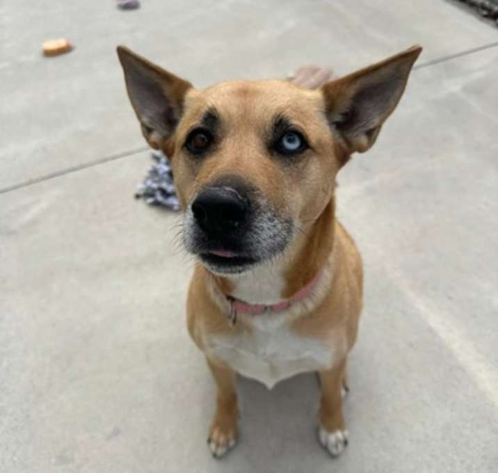 Photo of Nova (Sadie)