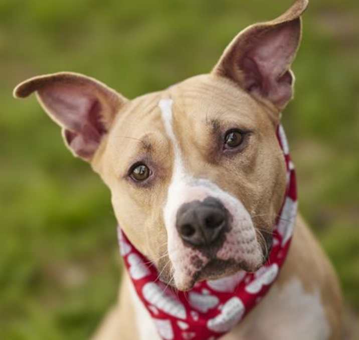 Photo of HANK