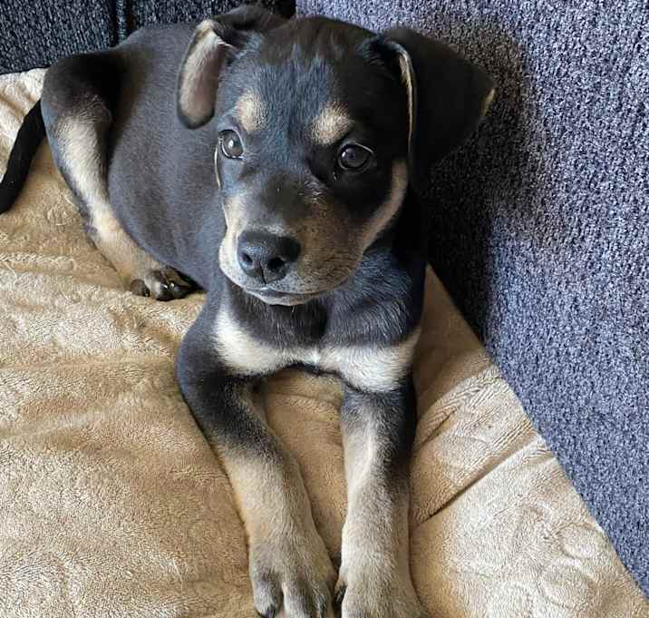 Photo of Rocky