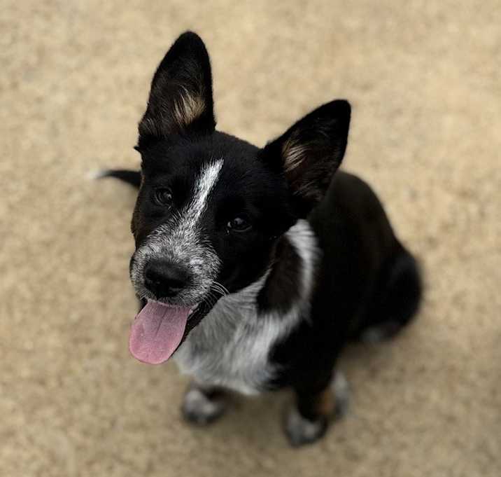 Photo of Bluey 25D-072