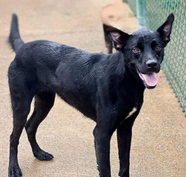 Photo of Kacey (21D-0642)