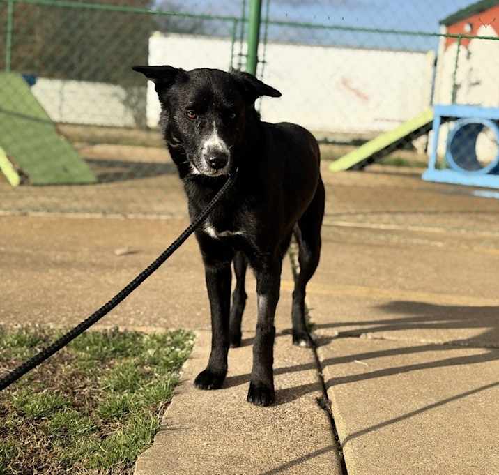 Photo of Dash 23D-0458