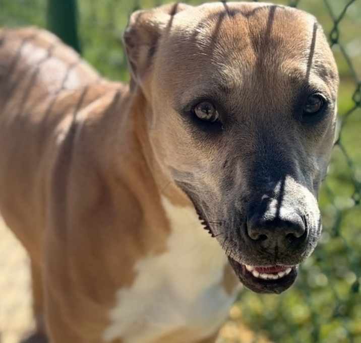 Photo of Slay (21D-0970)