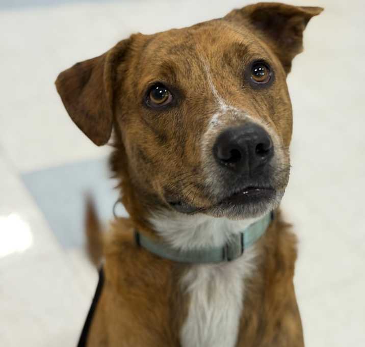 Photo of Dash
