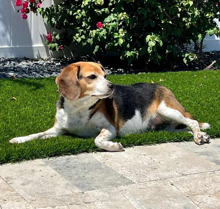 Photo of Stella