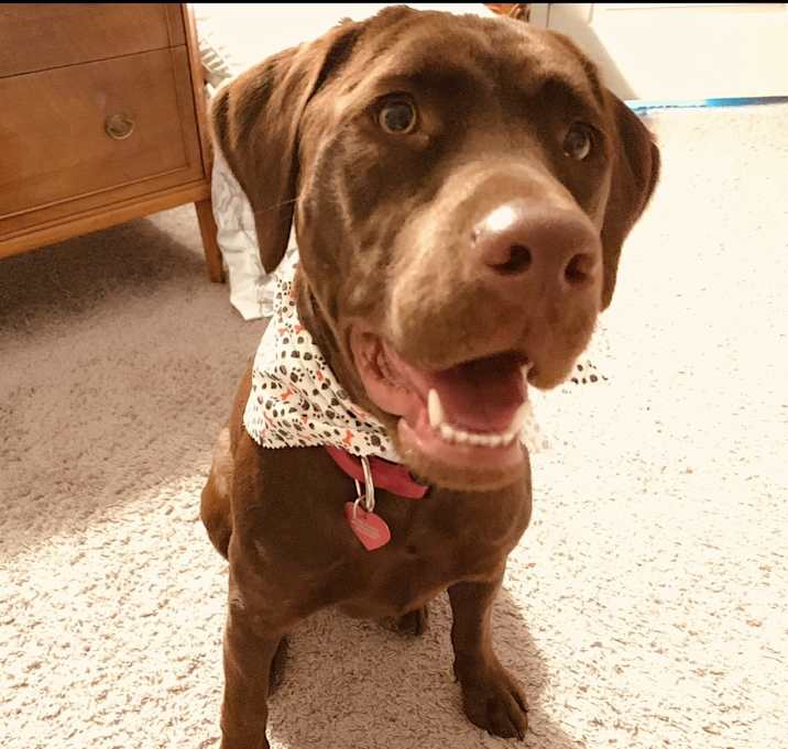 Photo of Barkley
