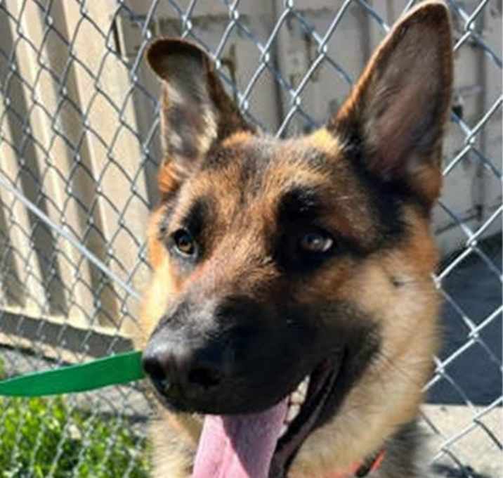 Photo of *JASPER