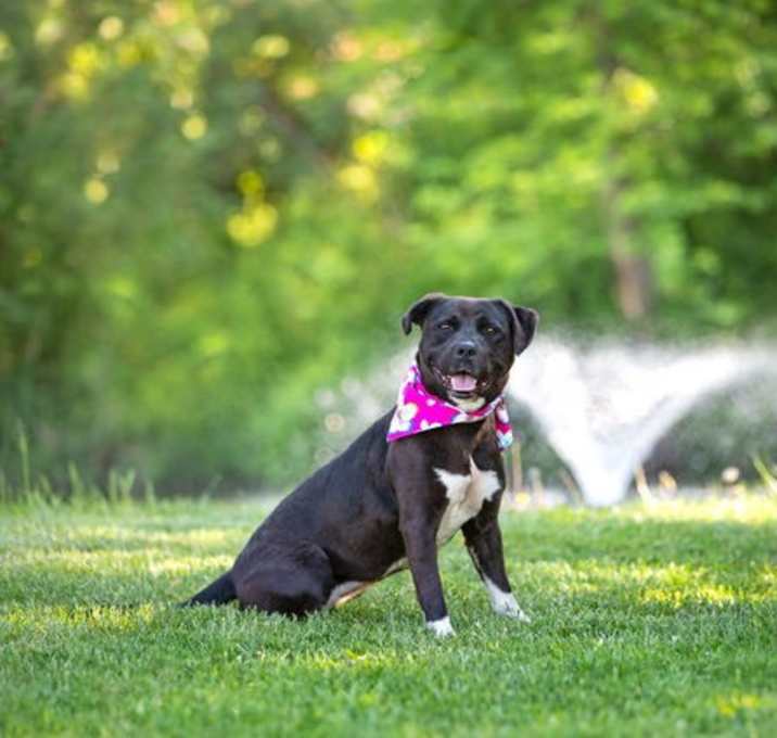 Photo of Morgan