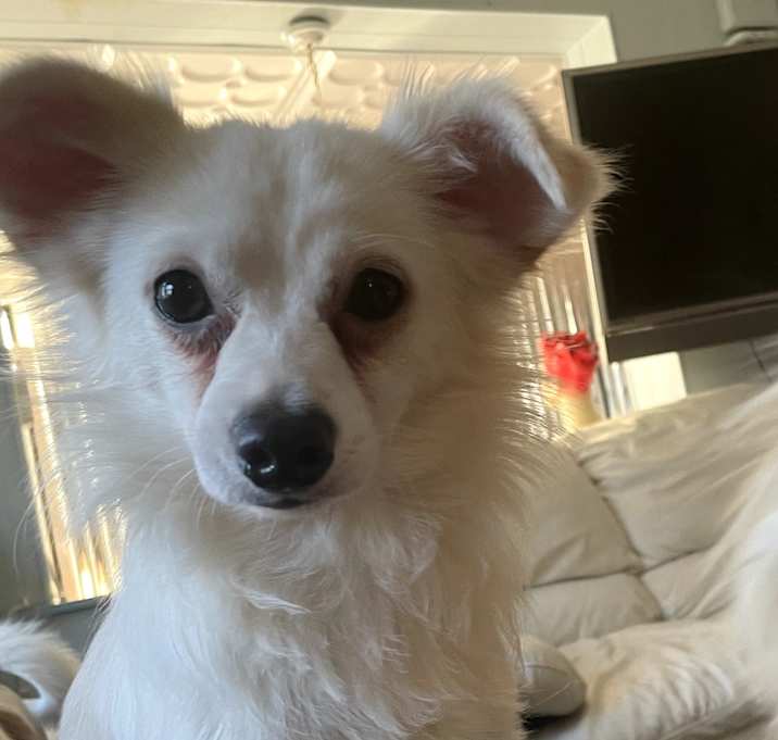 Photo of Snowy