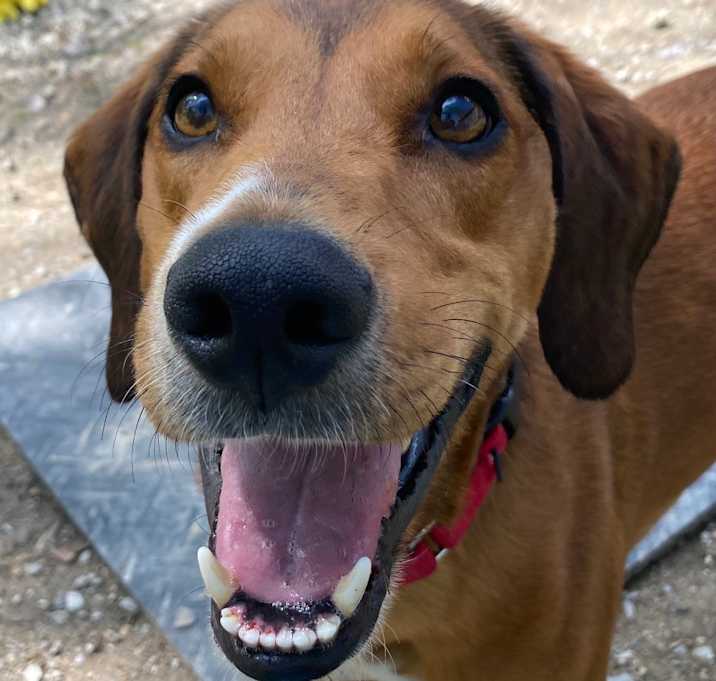 Photo of Samson