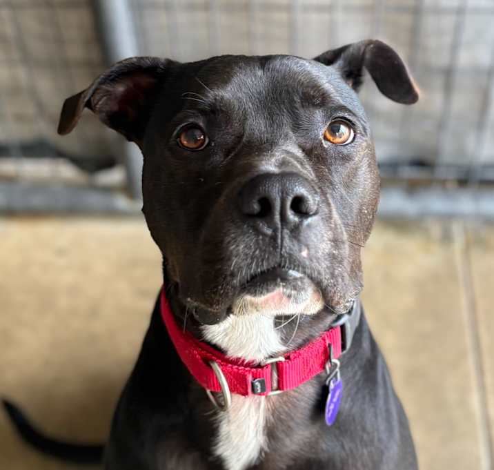 Photo of Ruger