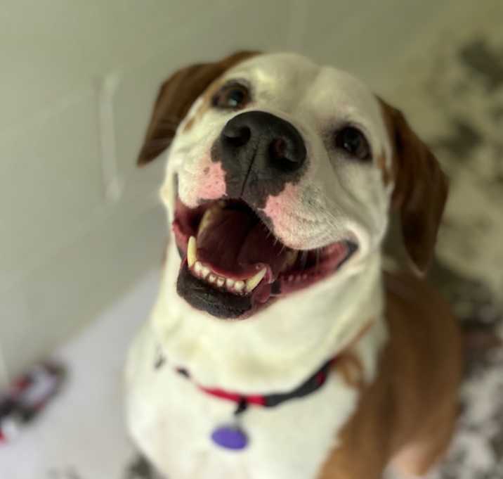 Photo of Boone