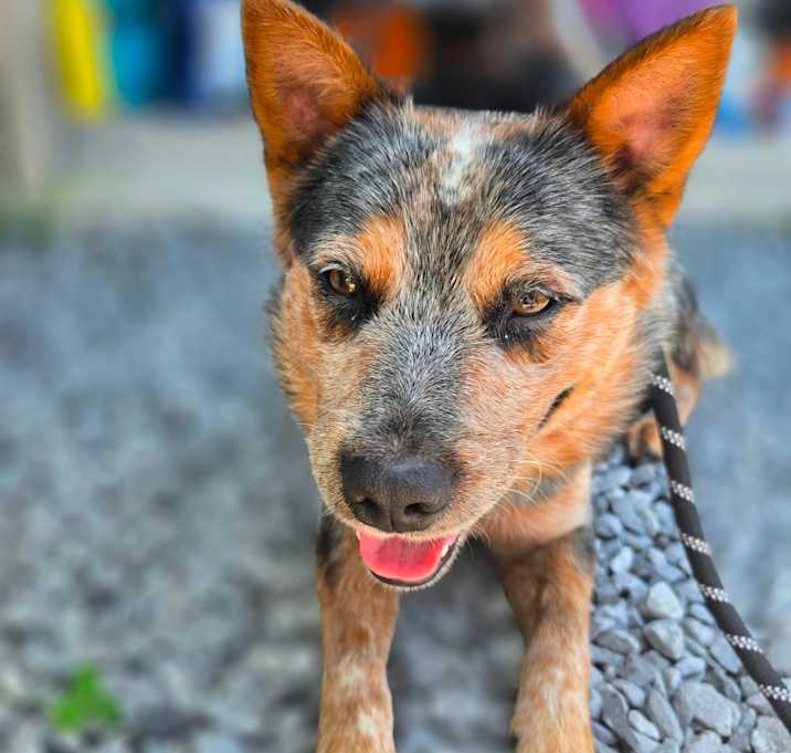 Photo of Gunner