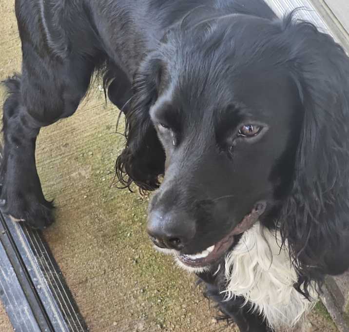Photo of Buddy