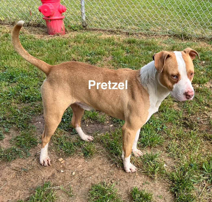 Photo of Pretzel