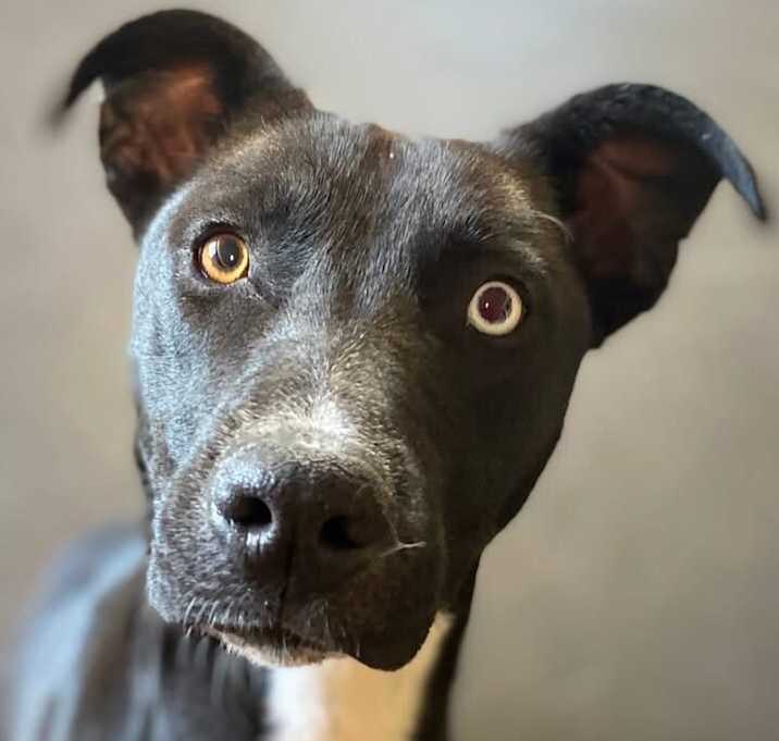 Photo of Pearl