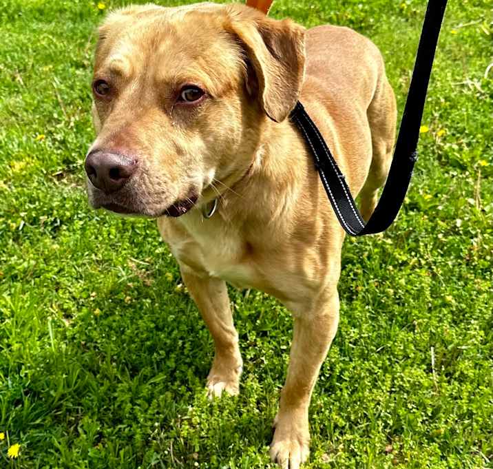Photo of Cujo