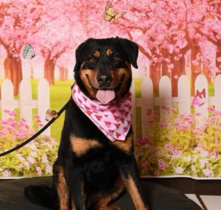 Photo of Roxie