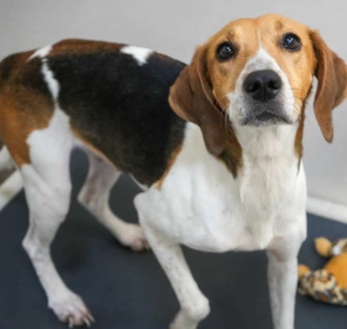 Photo of Daisy Doo (Bonded w/Rosie Roo)
