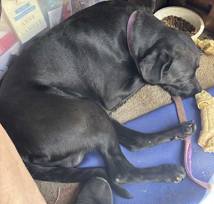 Photo of Blu