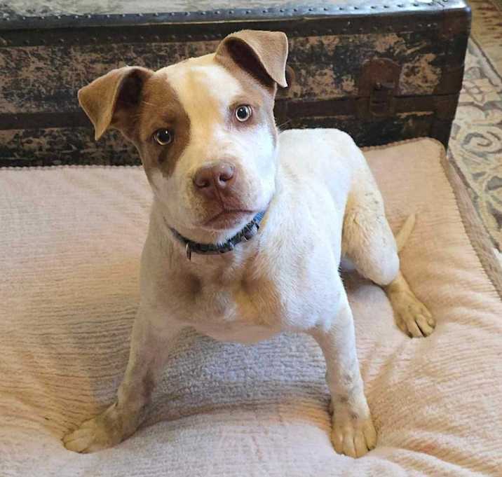 Photo of Tucker *foster needed*