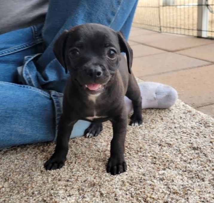 Photo of Poppy