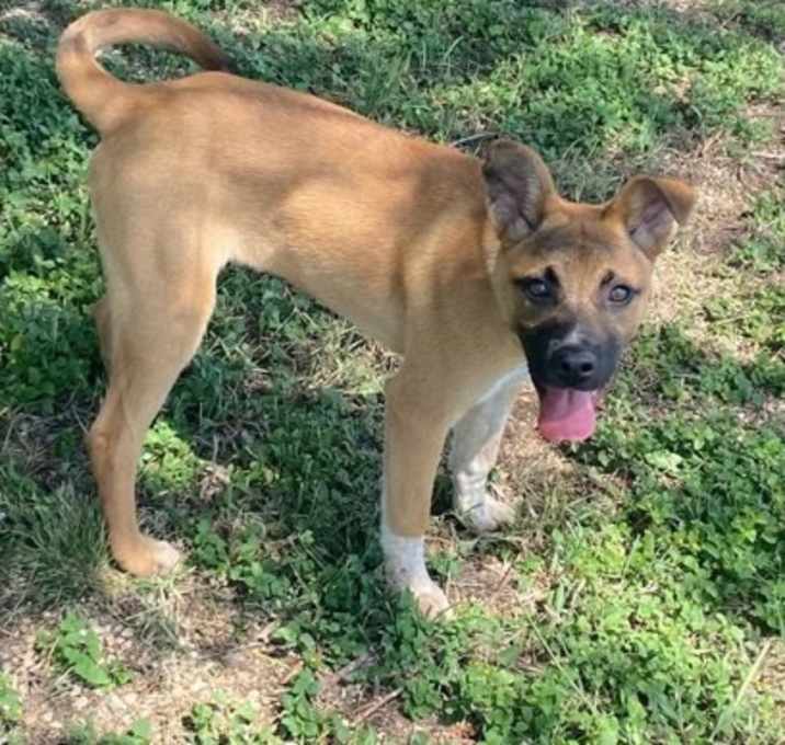 Photo of Sheba