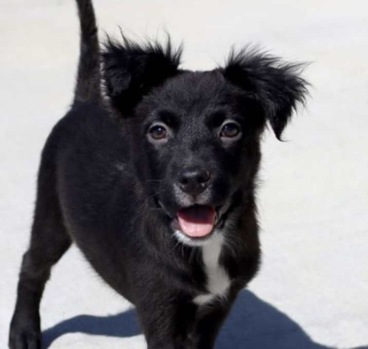 Photo of Toby