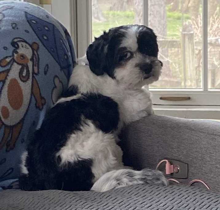 Photo of Abby