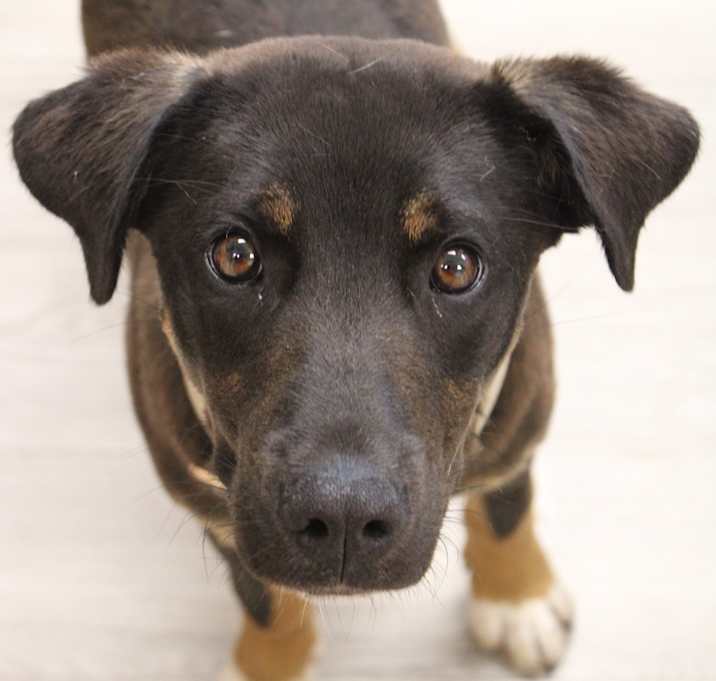 Photo of Baxter