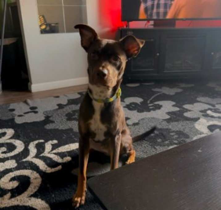 Photo of Bear