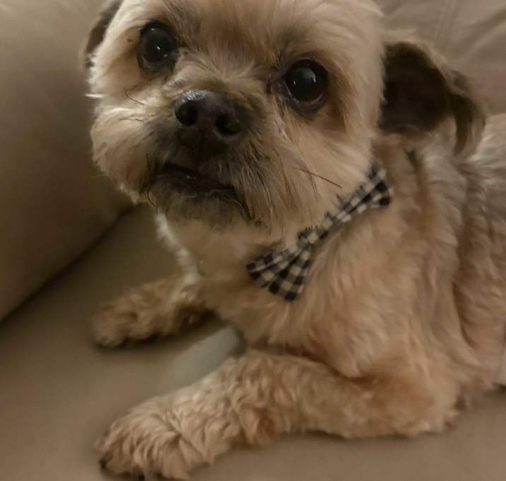 Photo of Bruno