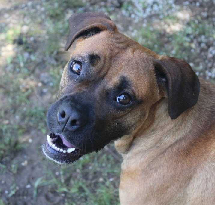 Photo of Dolly
