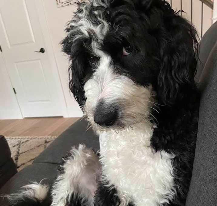 Photo of Pepper
