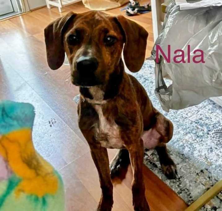Photo of Nala