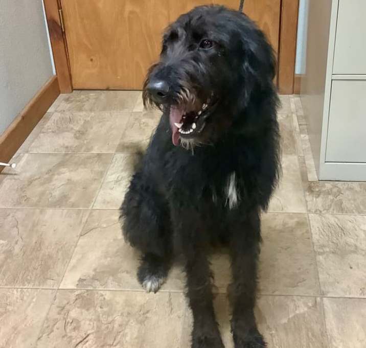 Photo of Lulu