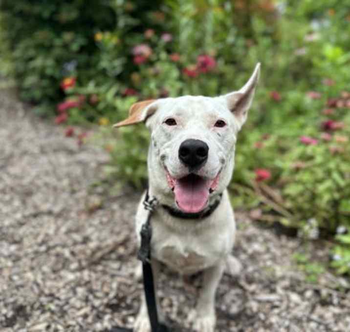 Photo of Dash