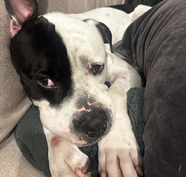 Photo of Othello 