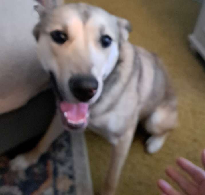 Photo of Rosebud aka Rose