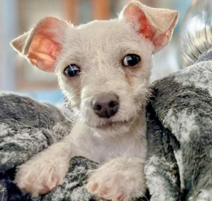 Photo of Julep