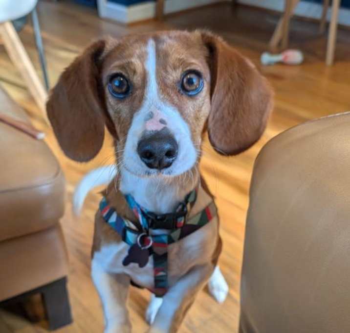 Photo of Roscoe