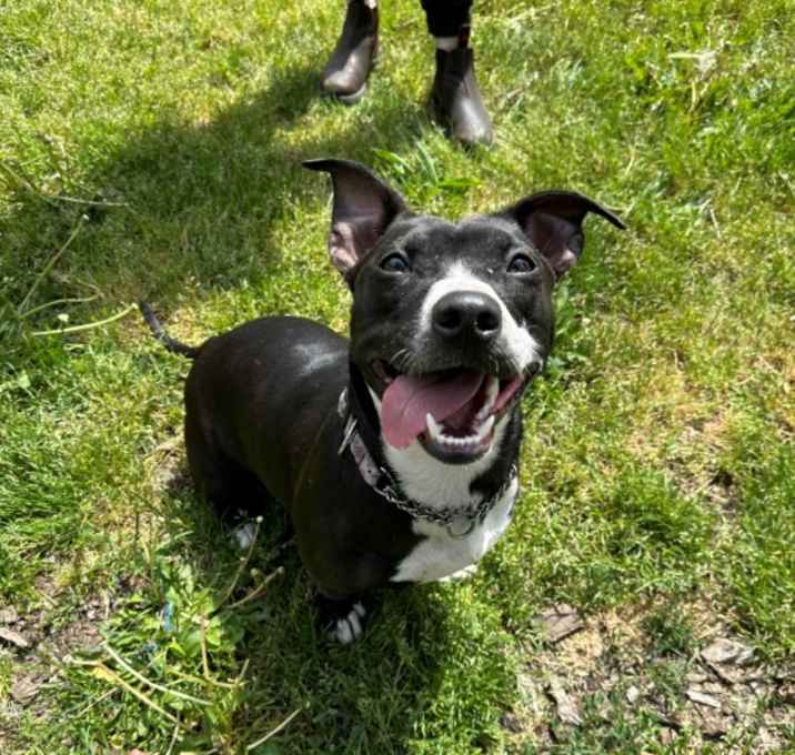 Photo of Shorty