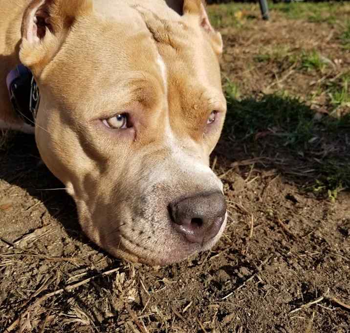 Photo of Honey Bear