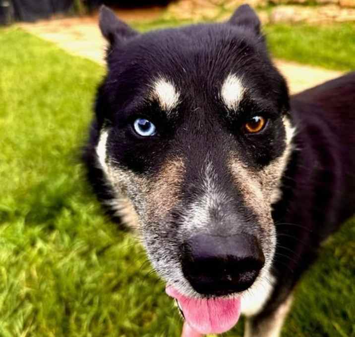 Photo of Corky