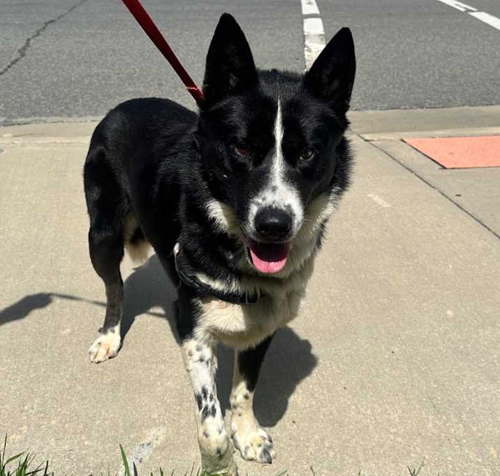 Photo of Oso
