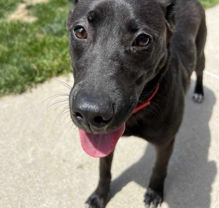 Photo of Iris