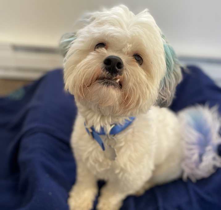 Photo of Blue
