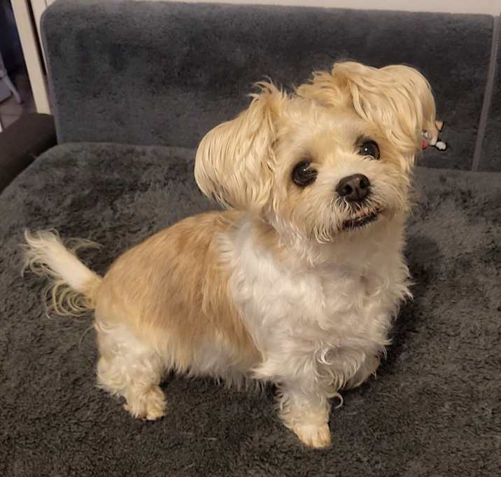 Photo of Peluche